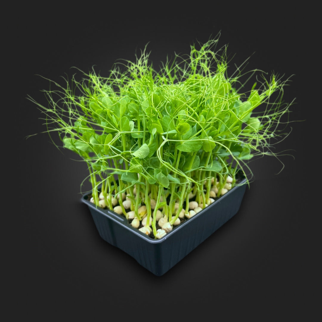 Peas Afila