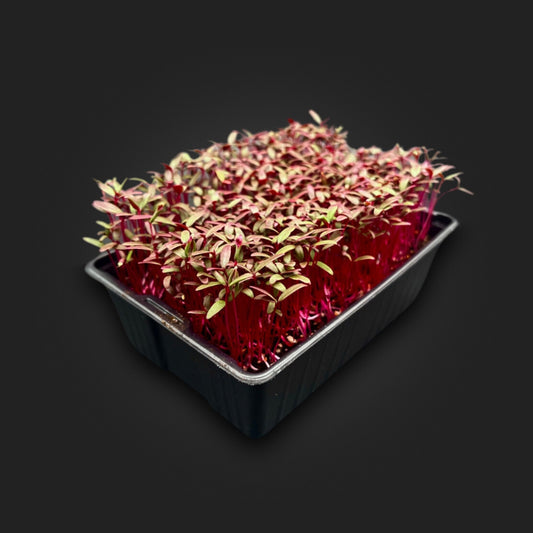 Red Amaranth